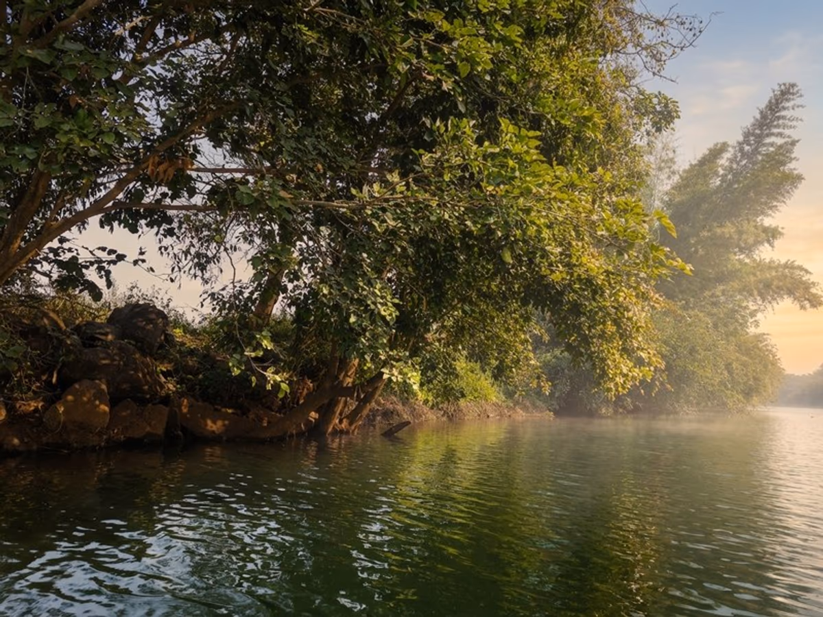 Lush green riverbank with overhanging trees along the Pavana river