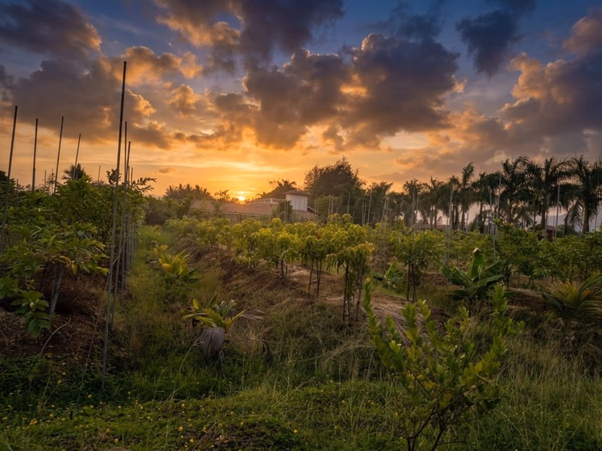 Sunset over fruit orchard and palm trees at The Glen Woods Resort