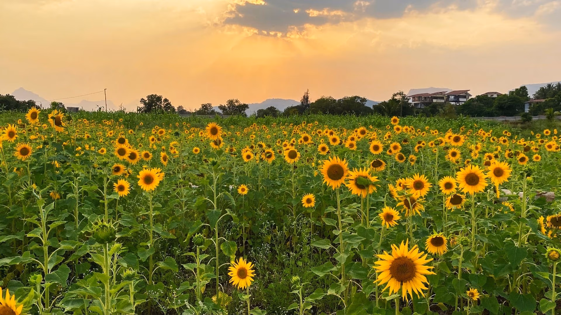 The Glen Woods luxury eco resort in Maharashtra Western Ghats