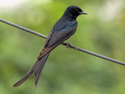 Black Drongo perched on branch showing characteristic forked tail