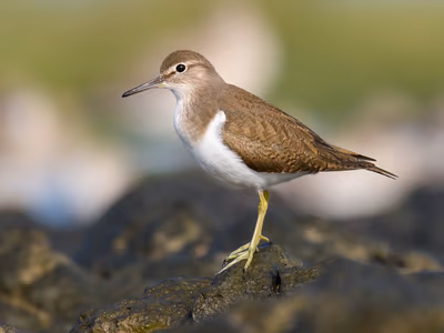 Common Sandpiper foraging along riverbank during winter migration