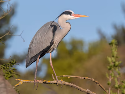 Grey Heron standing tall in water showing impressive size and hunting posture