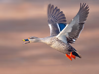 Indian Spot-billed Duck swimming with distinctive spotted bill visible
