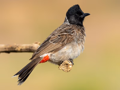 Red-vented Bulbul with characteristic black crest and sleek appearance