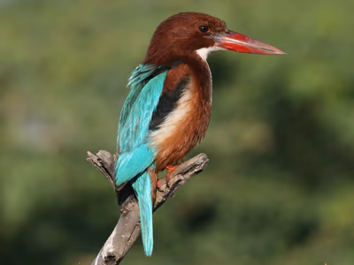 White-throated Kingfisher perched on branch with distinctive blue wings and white throat