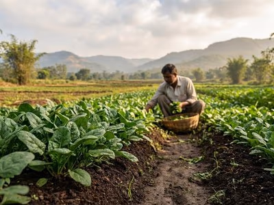 Organic palak spinach rows on the farm at The Glen Woods Resort, Maharashtra