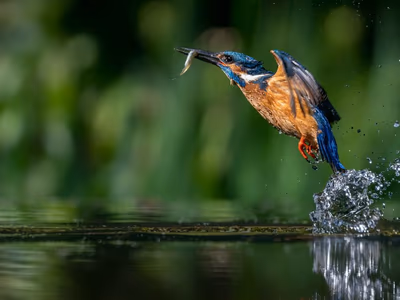 Kingfisher bird emerging from river at The Glen Woods Resort bird watching hide