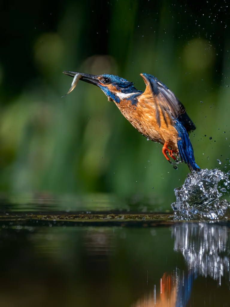 Bird watching experience in the Western Ghats with diverse species